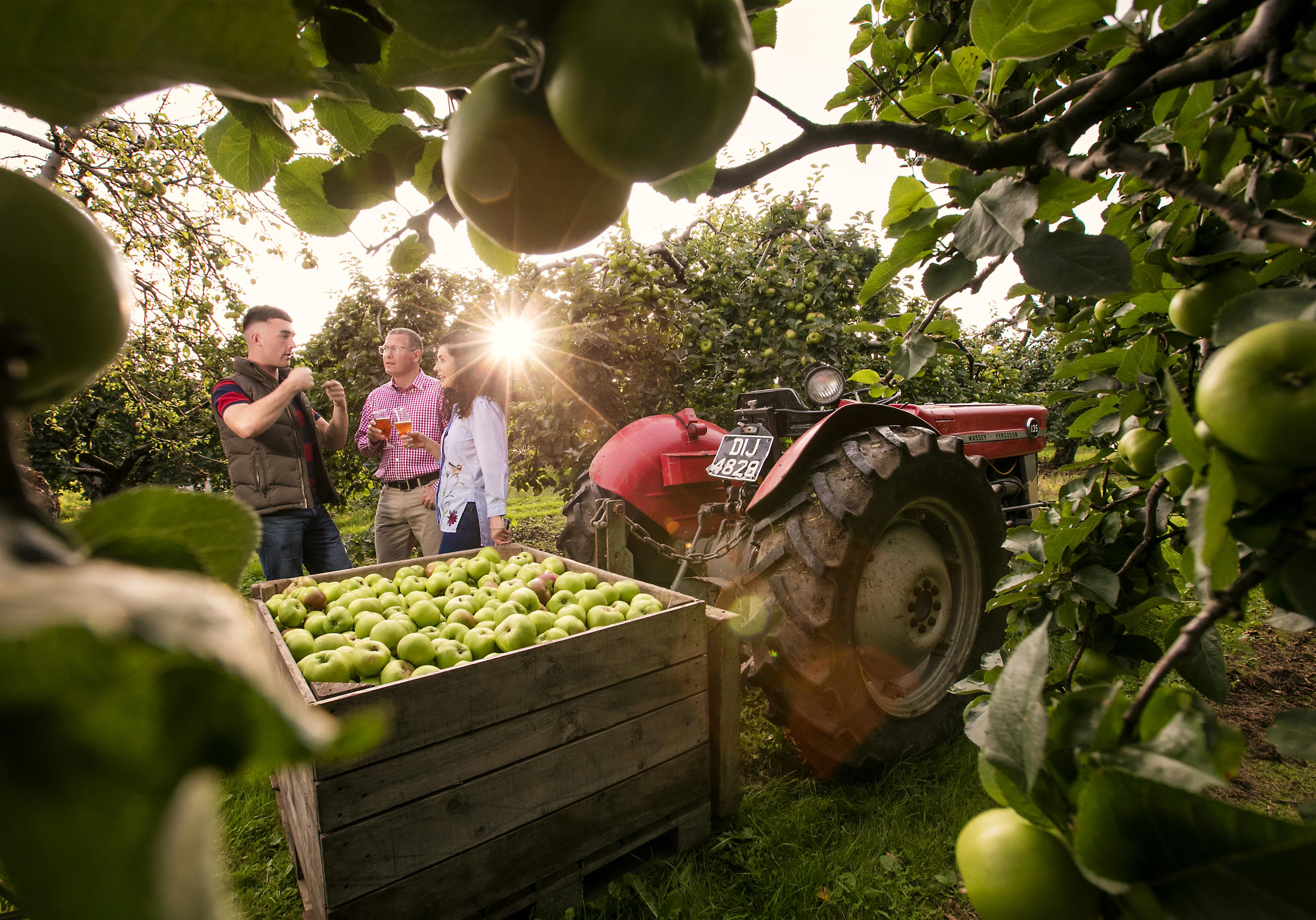 cider tours armagh